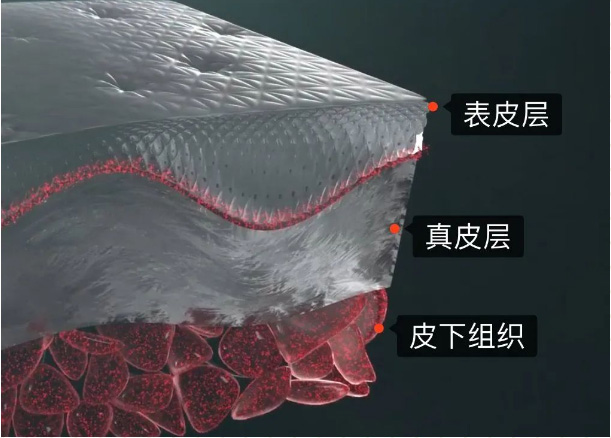 表皮皮肤结构基础理论